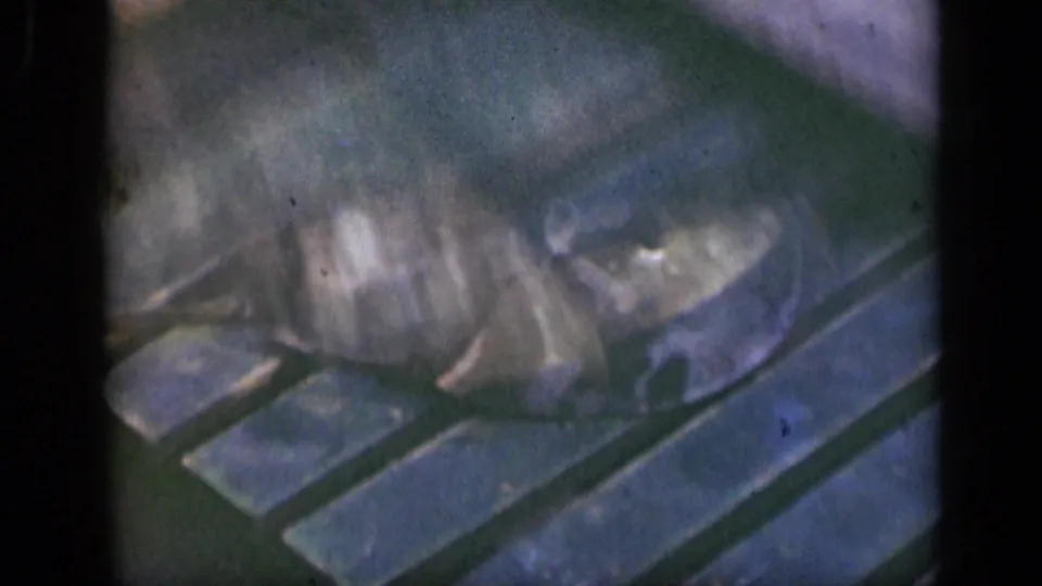 A large wet shell rests on a slatted wooden surface in the Long Island 1948 home-movie clip, rendered with soft focus and faded color.