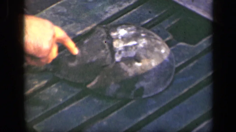A person’s finger points toward a dark shell beside a lighter shell on a wooden surface, suggesting a close home-movie examination of marine finds.