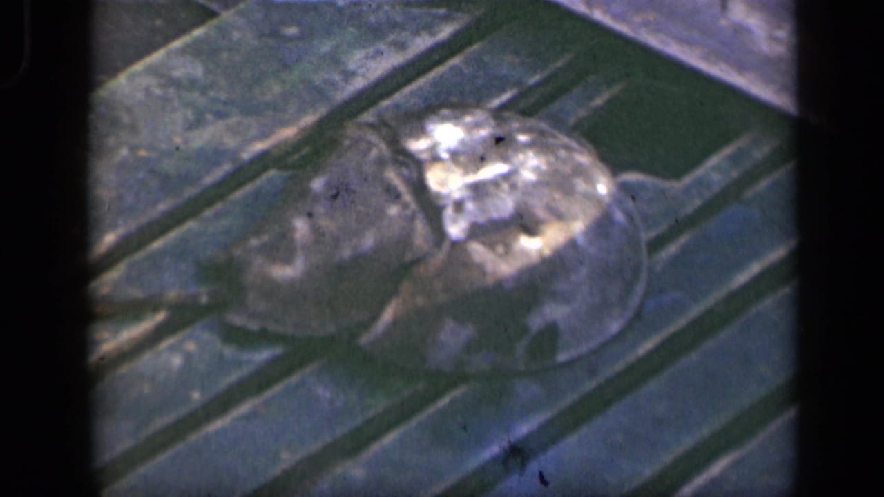 Horseshoe crab resting on wooden boat deck planks.