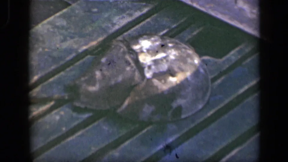Close 1948 Long Island 8mm view of a horseshoe crab on weathered wooden boat deck planks.