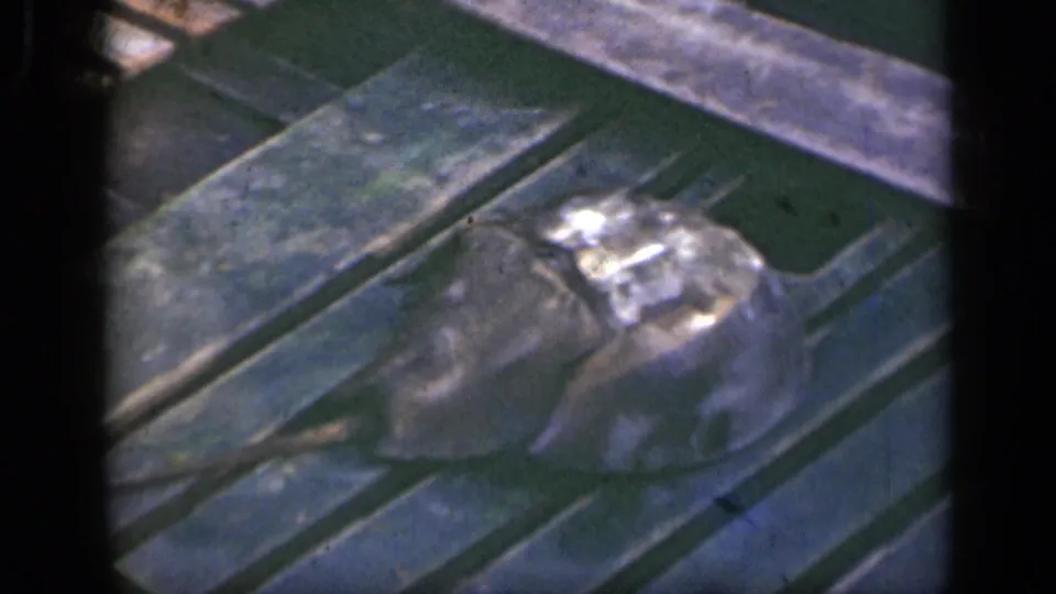Close view of a horseshoe crab on a boat deck, consistent with the 1948 Long Island home-movie clip.