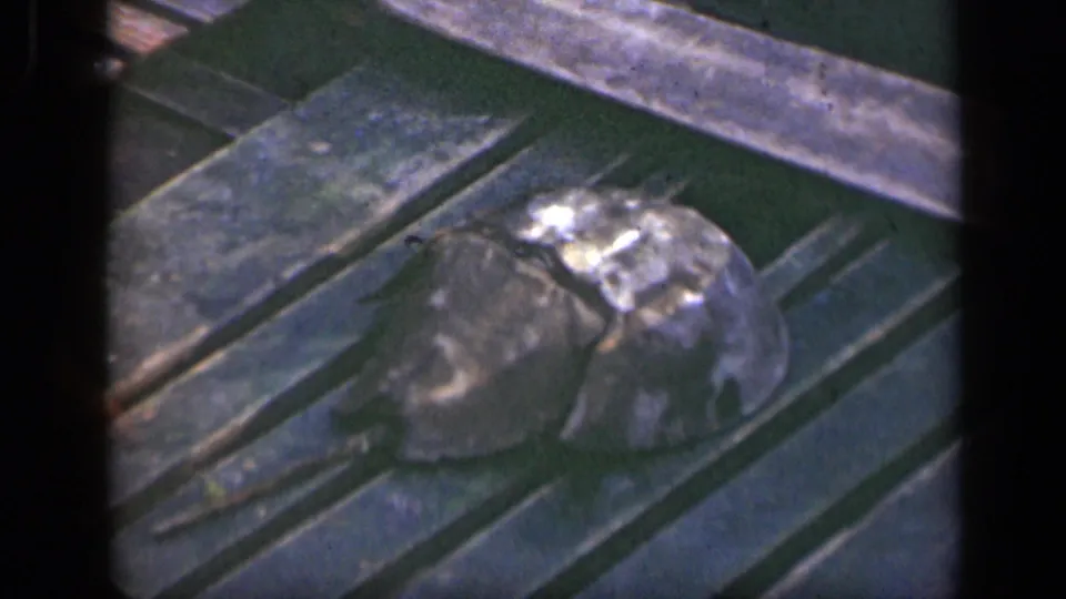 Soft 8mm close-up of a horseshoe crab on wooden deck planks during the Long Island boating scene.