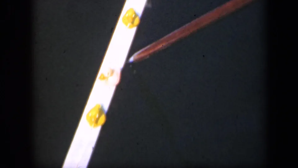 1948 Long Island 8mm frame with a brown pointer near yellow gum-like pieces on a bright strip.