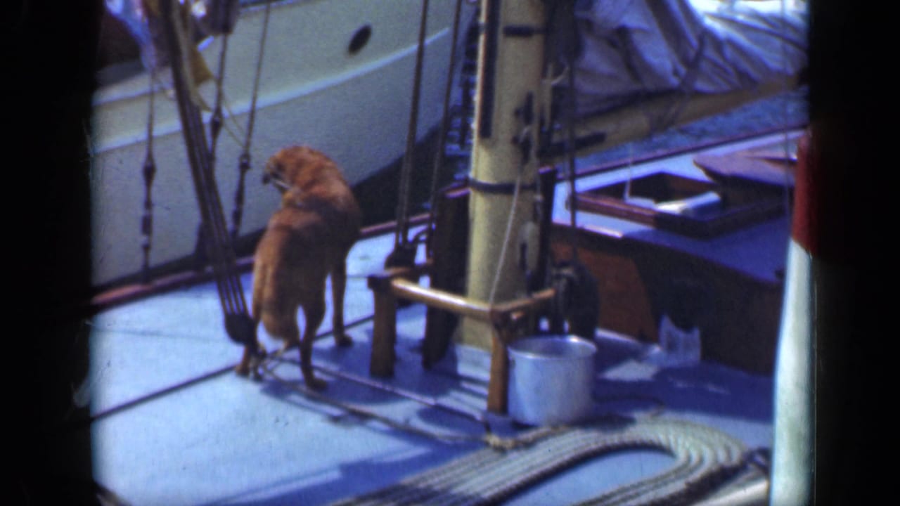 Brown dog standing on a sailboat deck near mast, rigging, rope, and a white bucket.