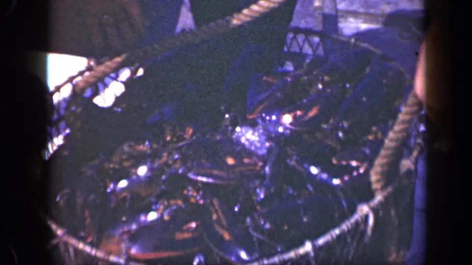 A wire basket brims with wet lobsters and rope in 1948 Long Island home-movie fishing footage.