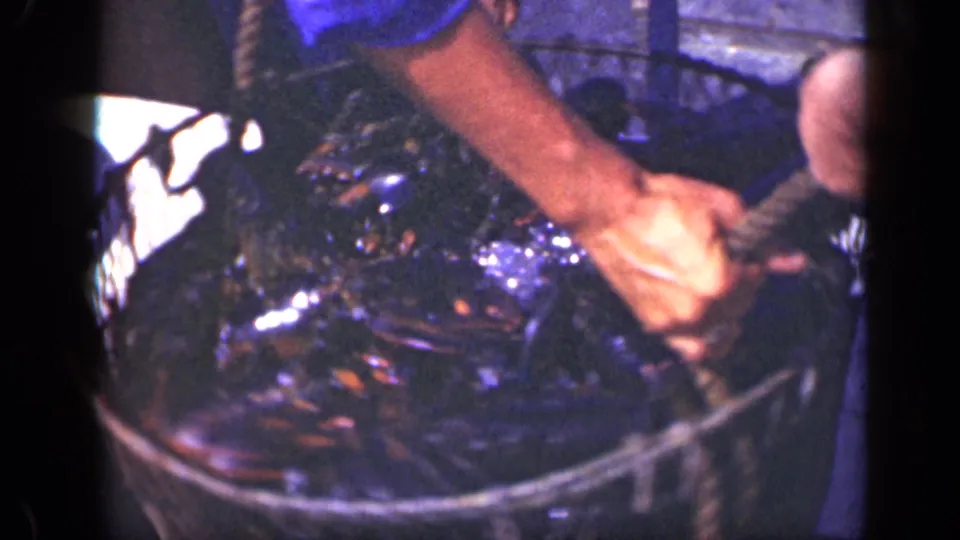 A fisherman's hand and forearm grip rope beside a wire basket full of wet lobsters in Long Island footage from 1948.