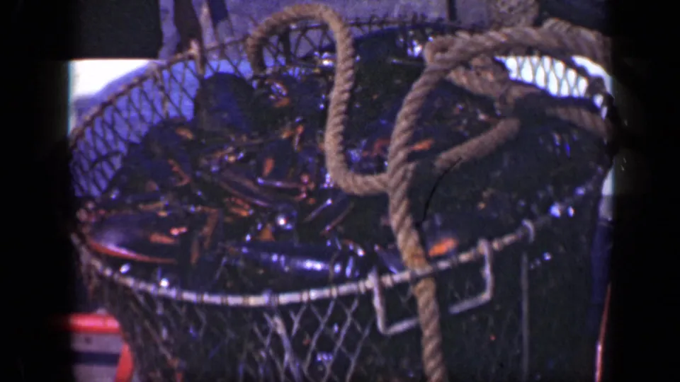 Close 8mm view of a wire basket packed with wet lobsters, with thick rope draped over the rim in the 1948 Long Island clip.