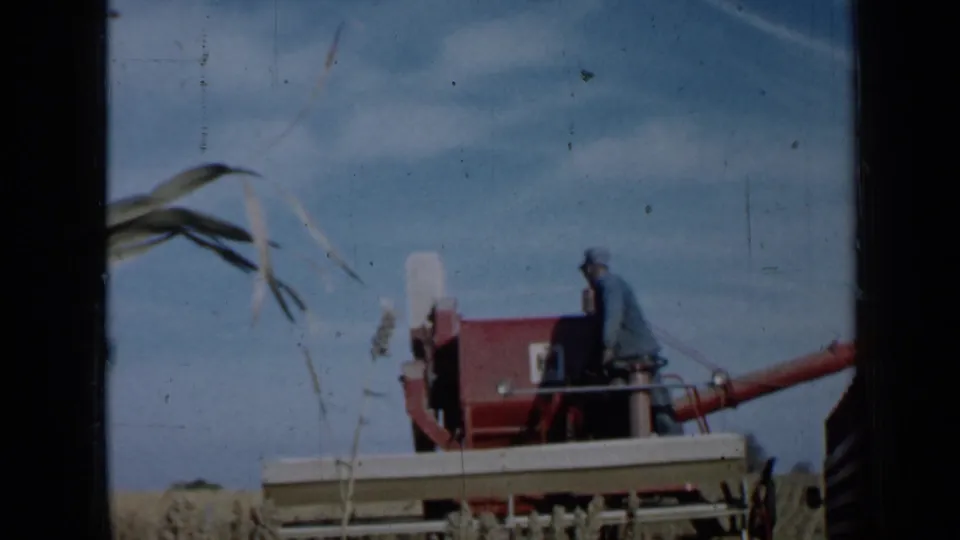 A farmer sits on a red combine harvester in a Minnesota field, with the auger extending toward a white grain box.