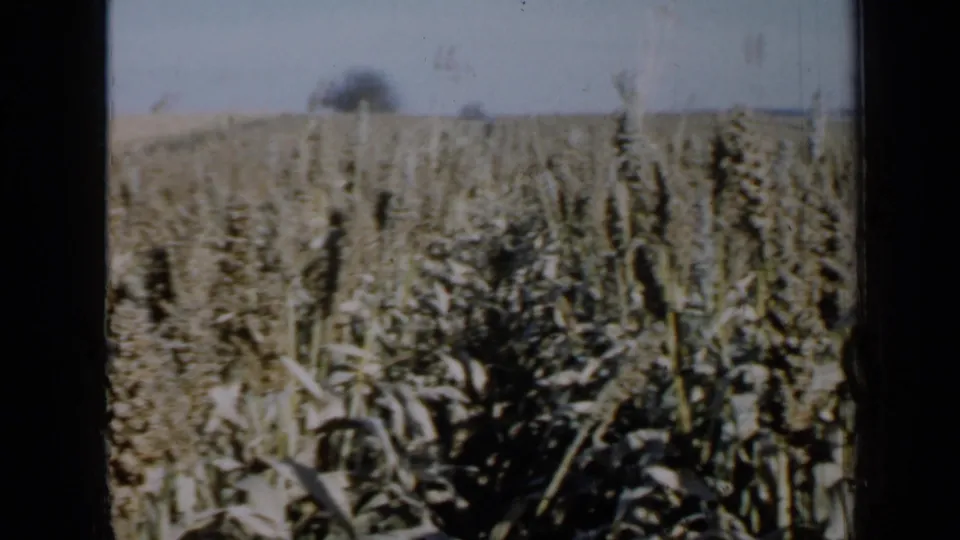 1958 Minnesota 8mm frame looking across tall crops toward a faint tractor or harvester on the horizon.