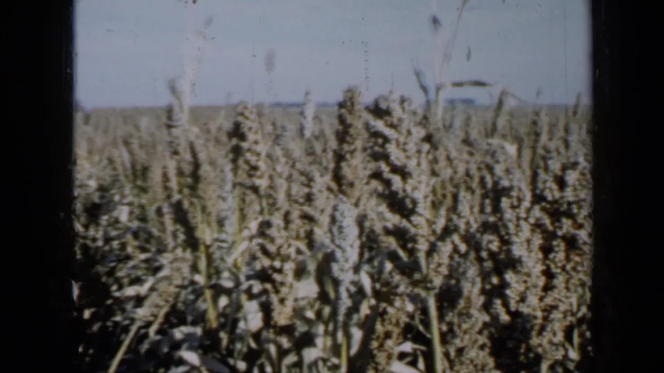 1958 Minnesota home-movie frame of tall crops with a distant vehicle or farm machine near the right horizon.