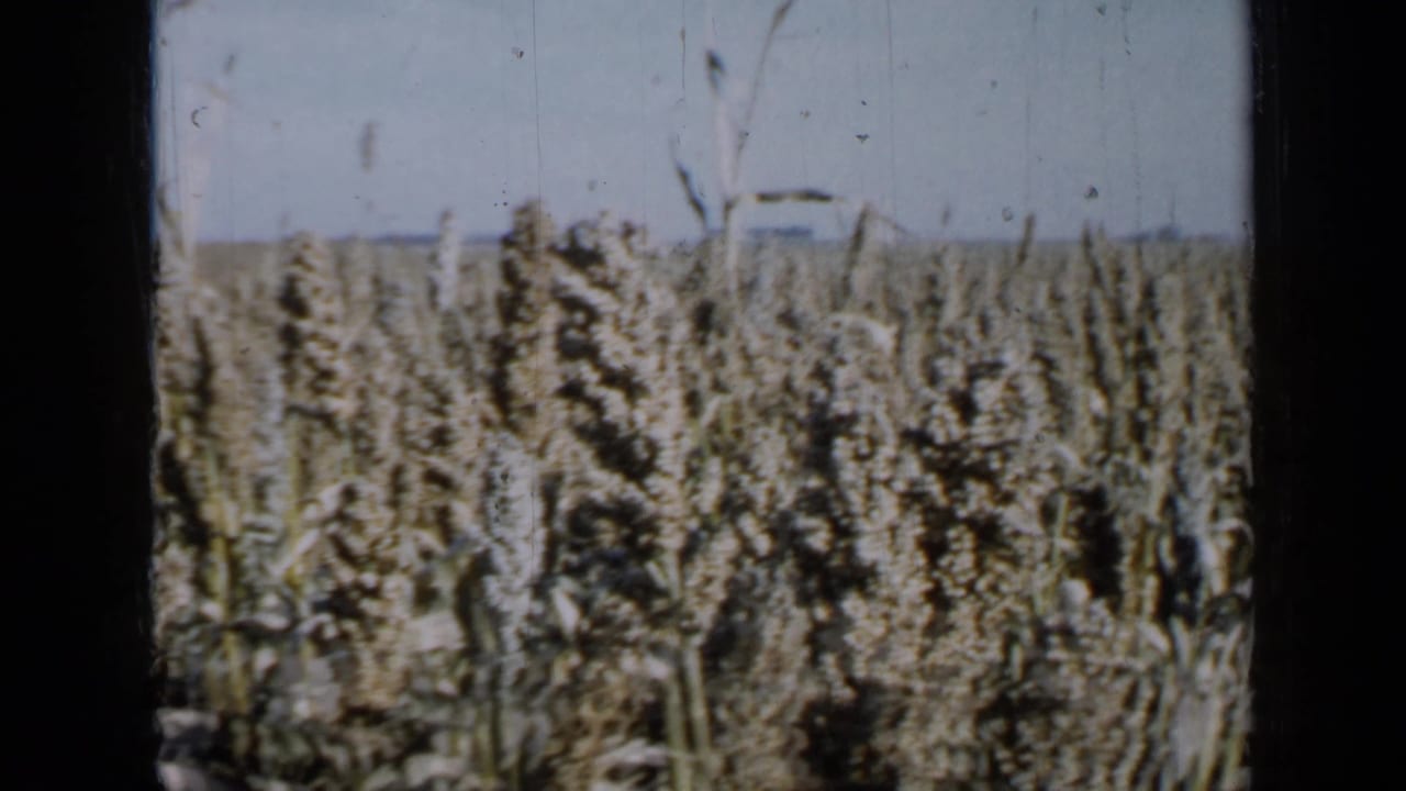 1958 Minnesota 8mm view of a dense milo or grain field, framed by dark window edges with a low horizon and pale sky.