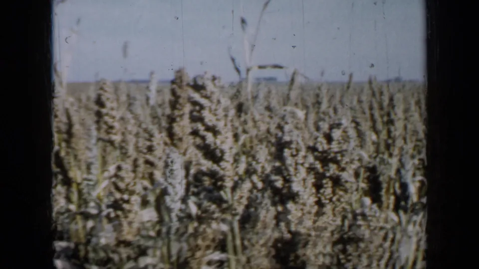 1958 Minnesota 8mm view of a dense milo or grain field, framed by dark window edges with a low horizon and pale sky.