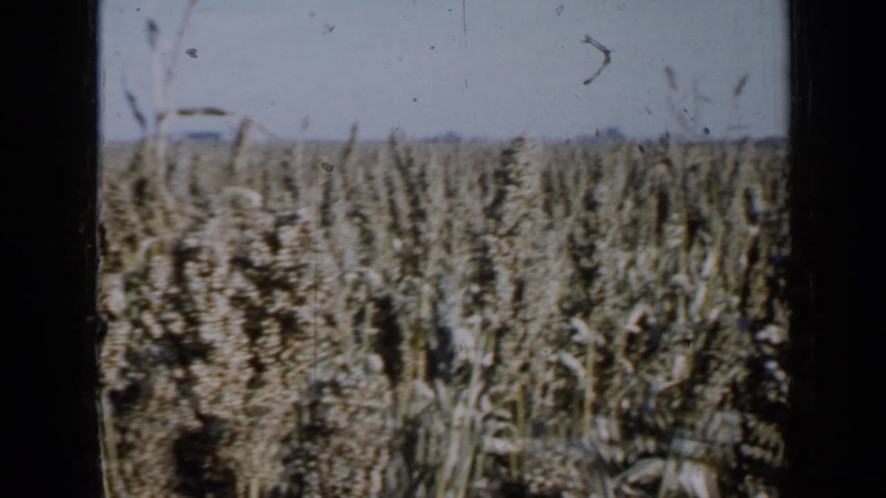 1958 Minnesota home-movie frame showing a thick stand of mature milo or grain beside a dark window-frame bar.