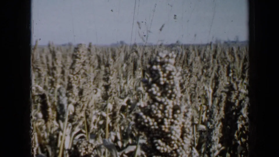1958 Minnesota 8mm frame of mature field crops under a pale sky, with dark framing at the sides and visible film wear.