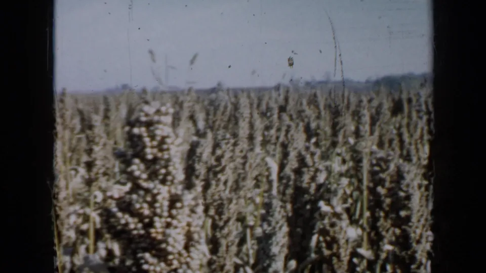 1958 Minnesota 8mm view of a mature milo or grain field, partially blocked by a dark vertical frame bar and film scratches.