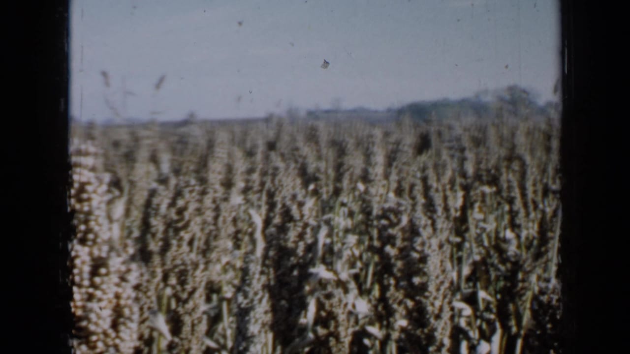 1958 Minnesota 8mm view of tall budding crops stretching toward a distant tree line under a pale sky.