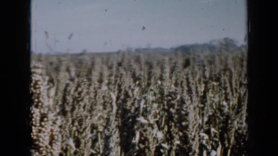 1958 Minnesota 8mm view of tall budding crops stretching toward a distant tree line under a pale sky.