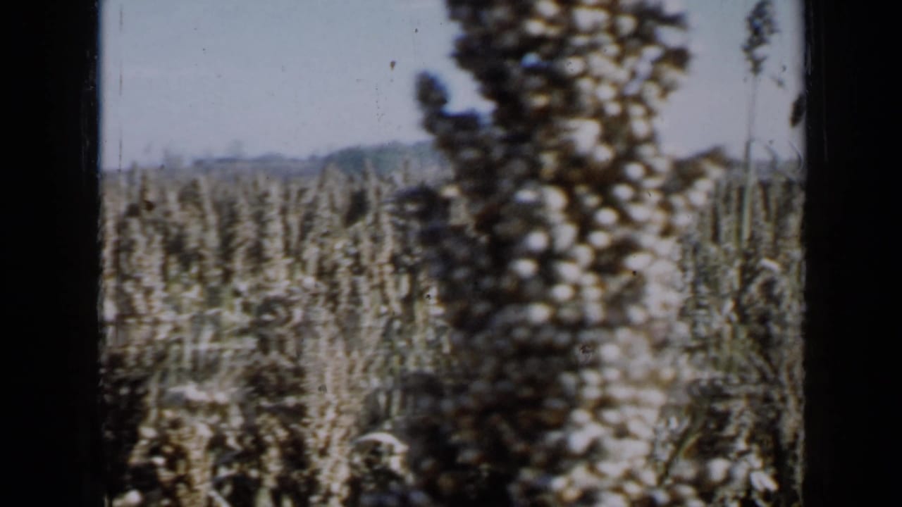 Dense crop rows with a large seed head close to the right edge.