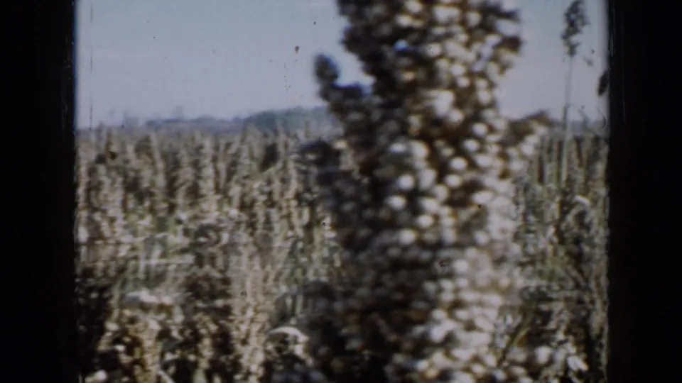 Close 1958 Minnesota home-movie frame of dense budding crops, with one seed head prominent in the foreground.