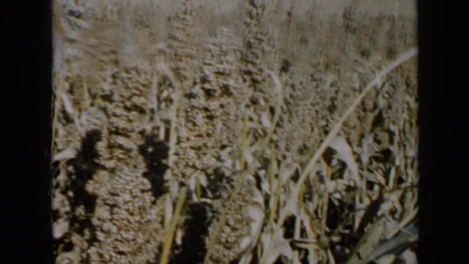 1958 Minnesota 8mm close view of textured seed heads and broad leaves within a cultivated crop field.