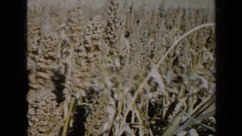 Final 1958 Minnesota home-movie frame showing tall crop heads and crossing foreground stalks in a sunlit field.