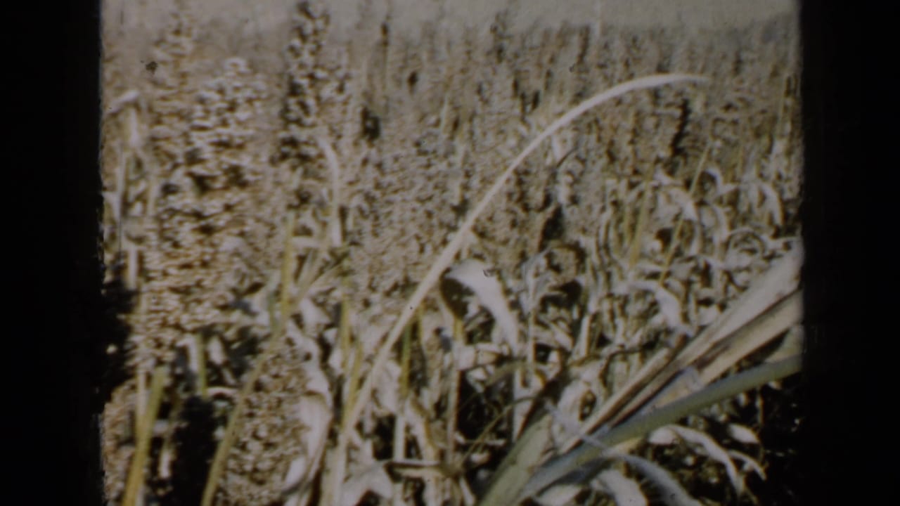 1958 Minnesota 8mm frame showing dense grain stalks, bent leaves and sunlit crop rows at close range.