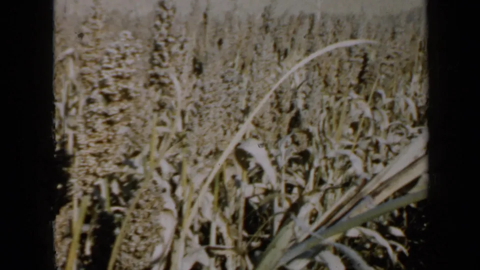 1958 Minnesota 8mm frame showing dense grain stalks, bent leaves and sunlit crop rows at close range.