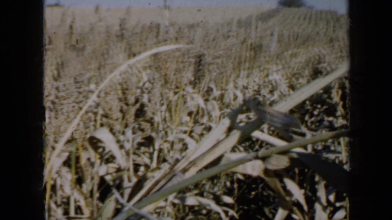1958 Minnesota farm footage frame with dry grain heads and long crop leaves crossing the foreground.