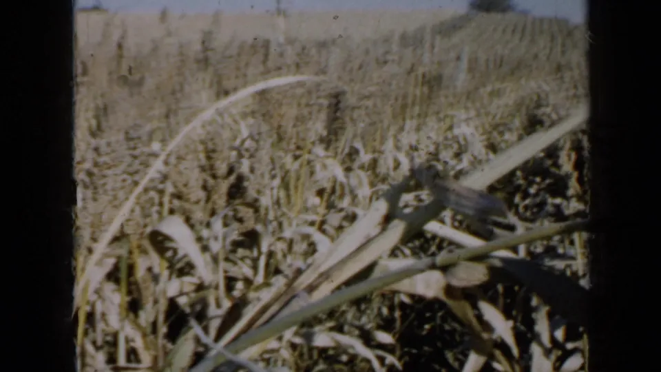1958 Minnesota farm footage frame with dry grain heads and long crop leaves crossing the foreground.