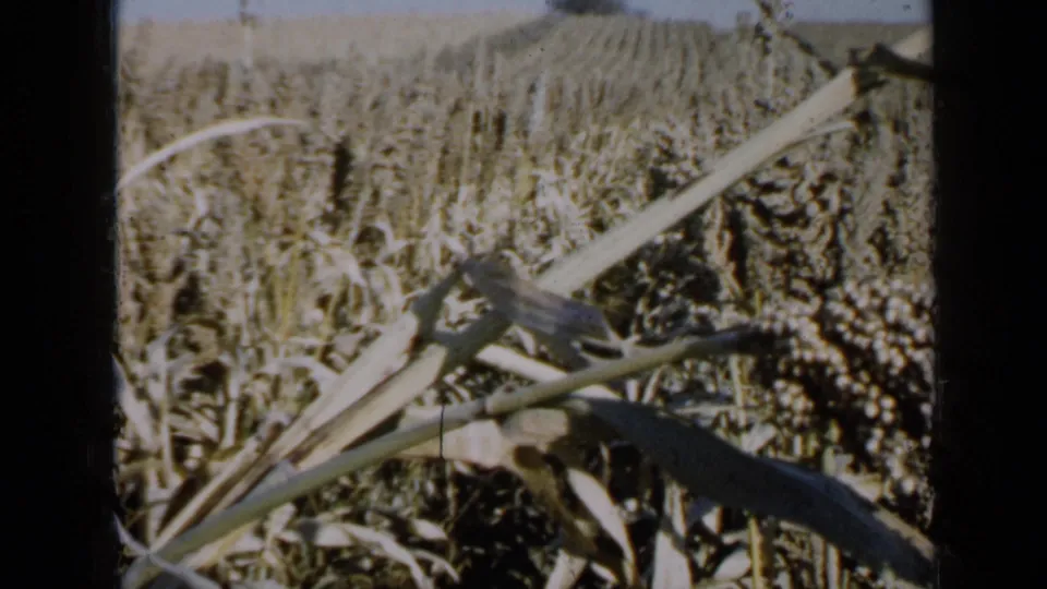 1958 Minnesota 8mm frame showing close grain heads, tangled leaves and a pale stalk running diagonally through the field view.