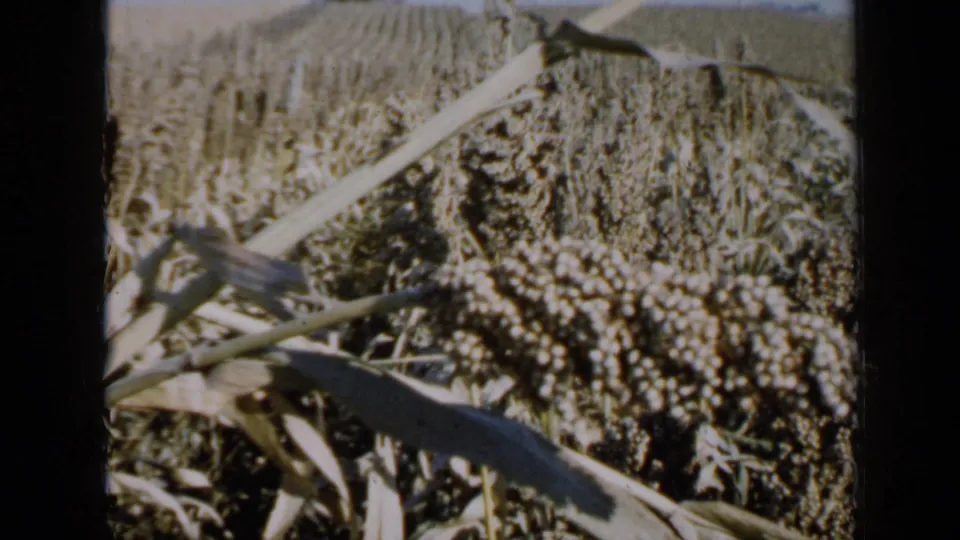1958 Minnesota crop-field frame with dense grain heads, a diagonal stalk and warm 8mm color exposure.