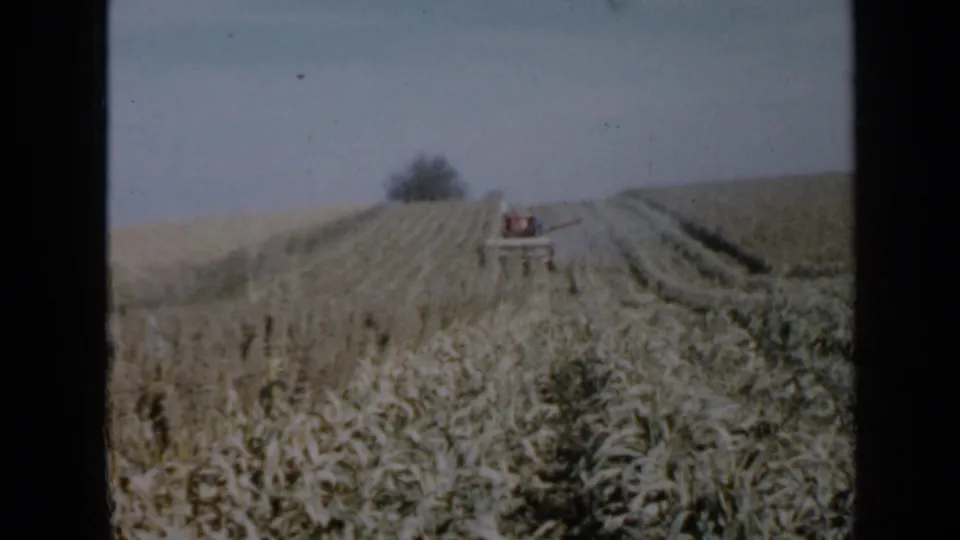 Rows of cut crops lead toward a small red thresher in a Minnesota field, with a lone tree on the hill beyond.