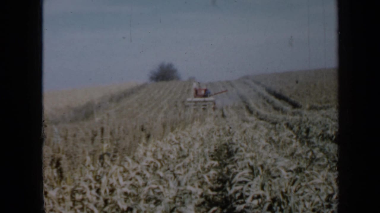 Red combine centered in a cornfield with rows stretching across the frame.