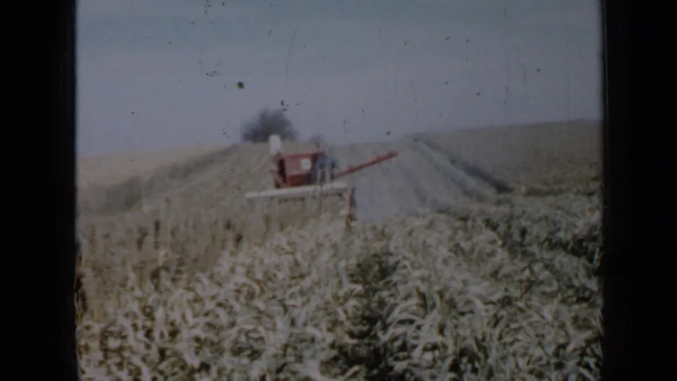 Late-1950s Minnesota farm footage frame showing a red combine in tall crops with visible 8mm grain and scan borders.