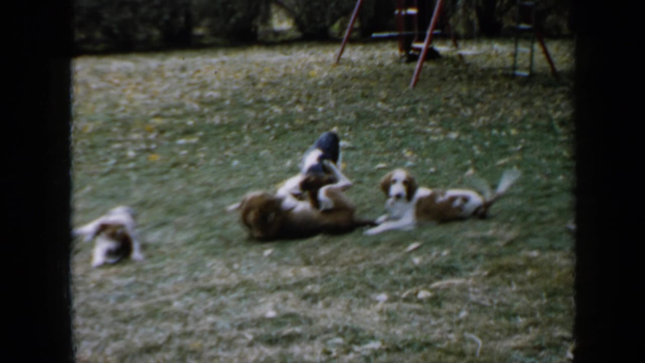 Several brown and white puppies lie and play on a grassy lawn near a swing set.