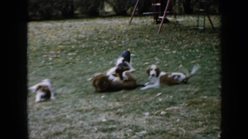 1958 Minnesota home-movie frame showing brown and white puppies gathered on grass with a red swing set in the background.