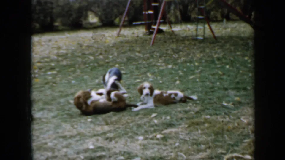 1958 Minnesota home-movie frame of puppies playing and resting together on a yard, with a swing set visible behind them.