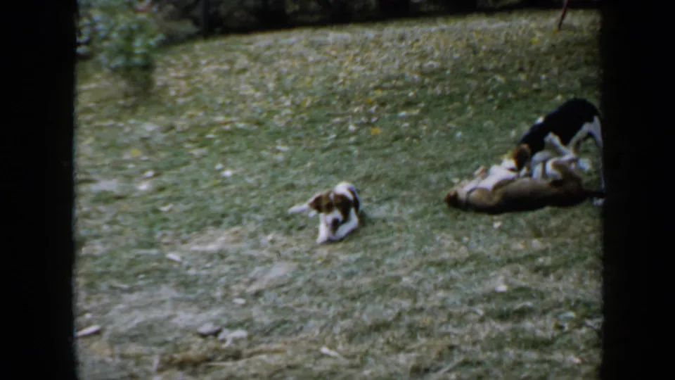 1958 Minnesota home-movie frame showing puppies scattered across a lawn, some resting while one stands near the group.