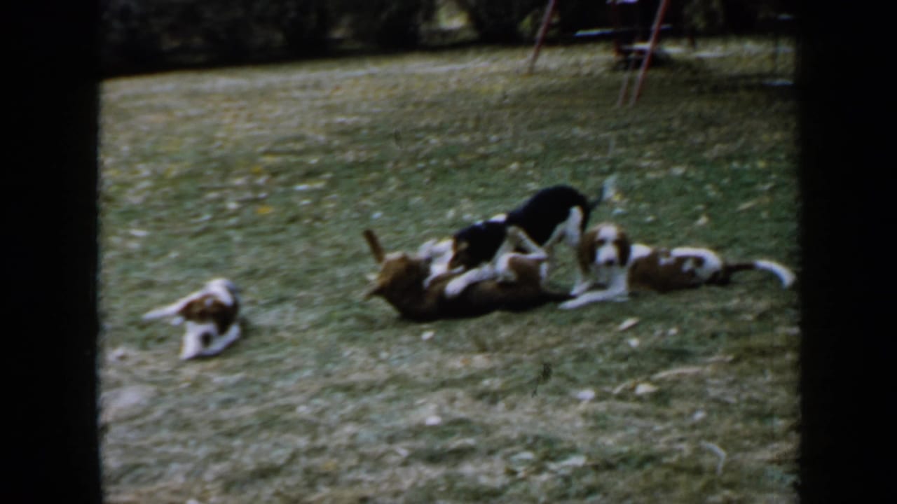 Several spaniel-like puppies play and lie on grass near a backyard swing set.