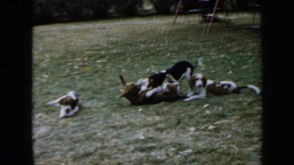 In a 1958 Minnesota backyard, spaniel-like puppies tumble and rest on grass with a red swing set partly visible behind them.