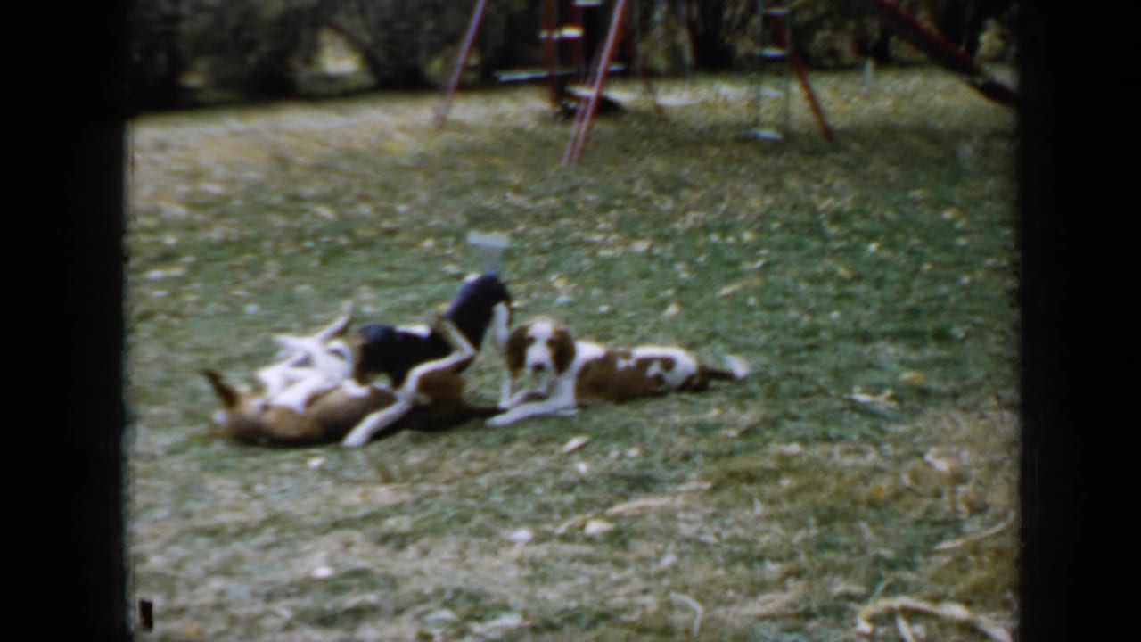Puppies cluster on a sunlit lawn while one rolls on its back.