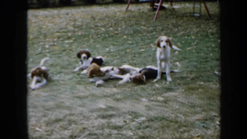 Five spaniel-like puppies spread across a 1958 Minnesota yard, some lying in the grass while one stands facing the camera.