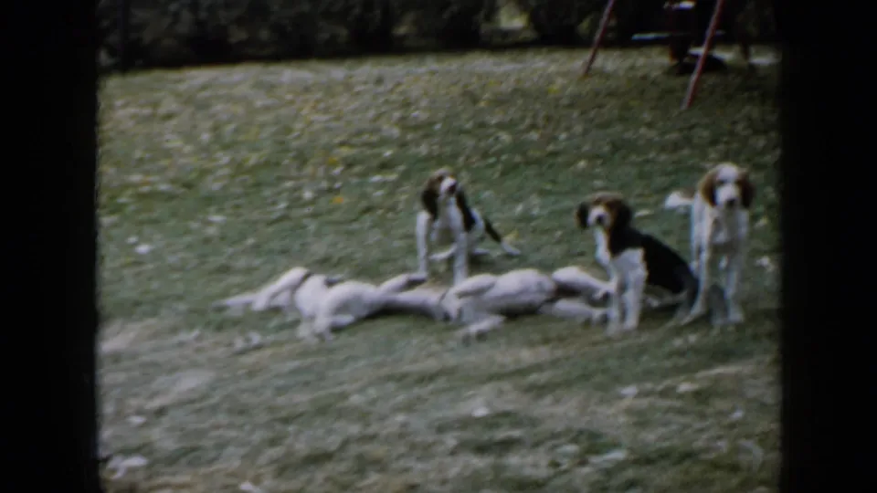 The backyard group settles into a quieter pose, with several spaniel-like puppies lying down and others sitting nearby on the grass.