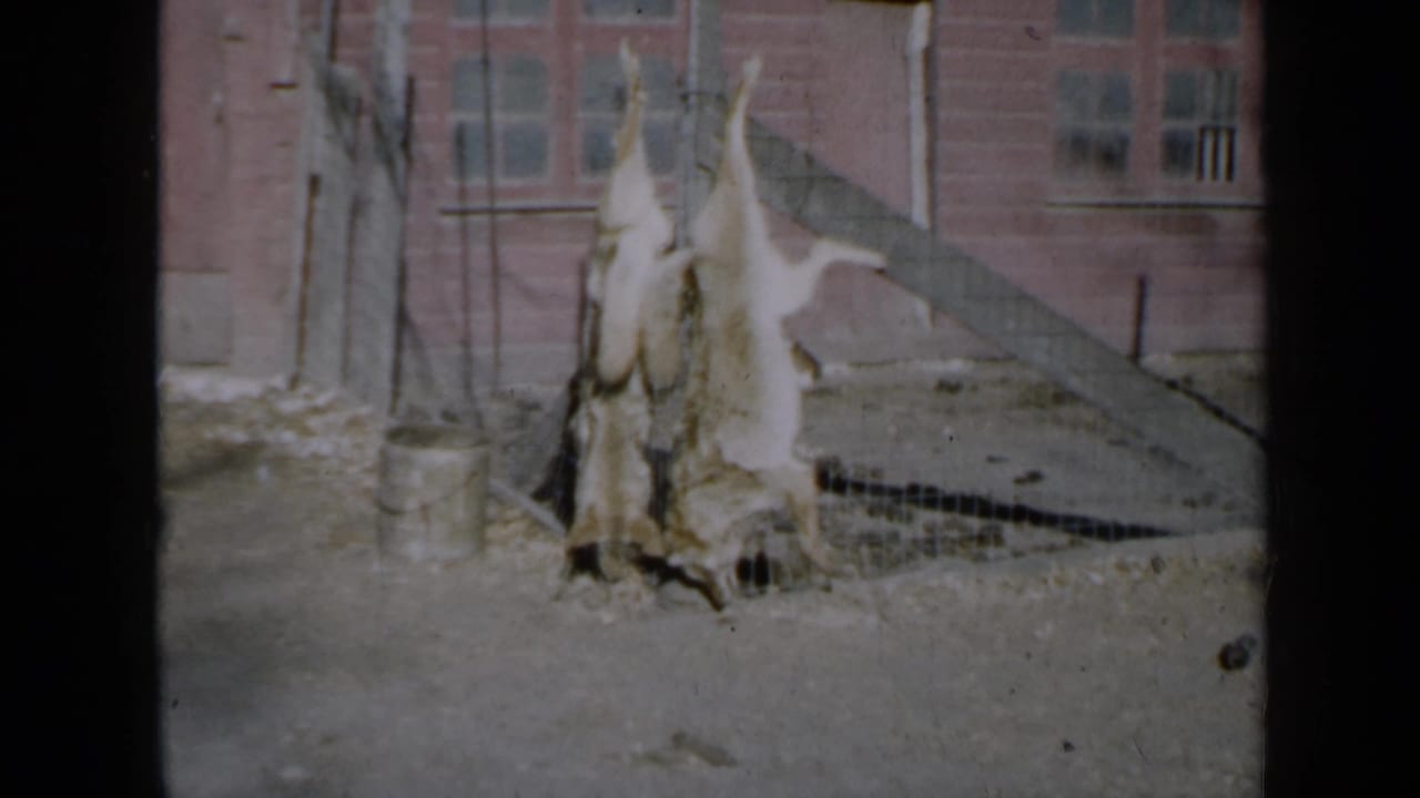 1958 Minnesota 8mm frame showing two hunted animal carcasses hanging upside down near a chain-link fence outside a brick house.