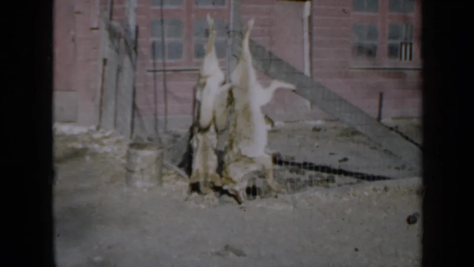 1958 Minnesota 8mm frame showing two hunted animal carcasses hanging upside down near a chain-link fence outside a brick house.