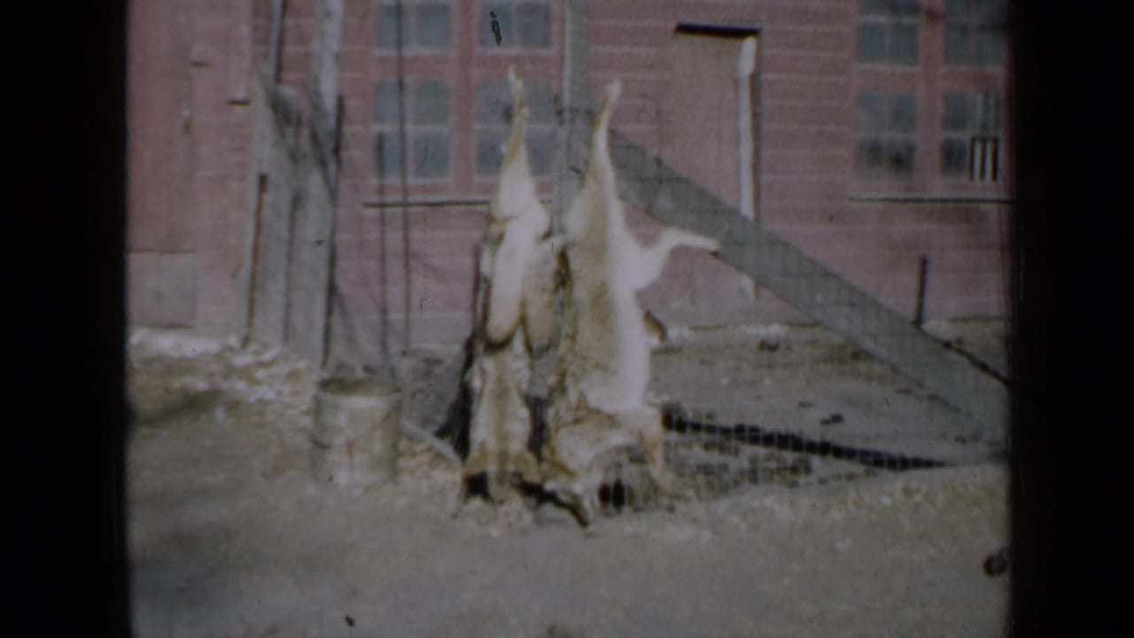 Animal carcasses hang beside a fence with a brick building in the background.