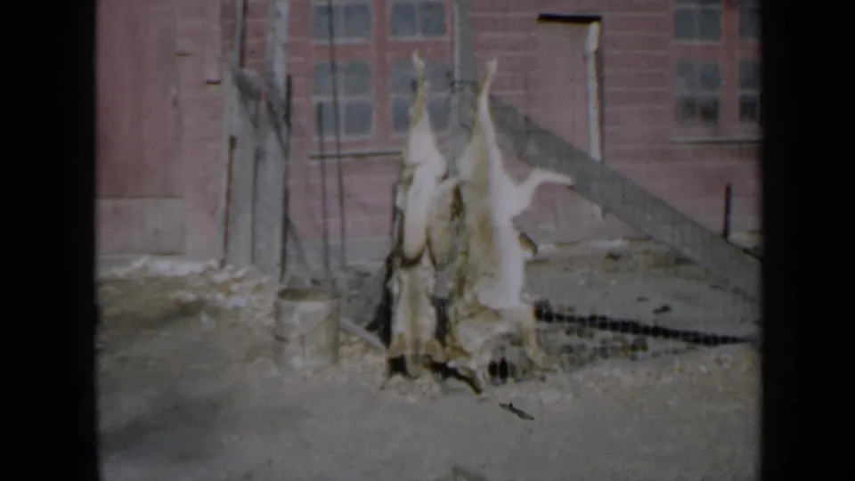 1958 Minnesota 8mm still showing hunted animal carcasses hung upside down, with a bucket, fence, and brick house behind them.