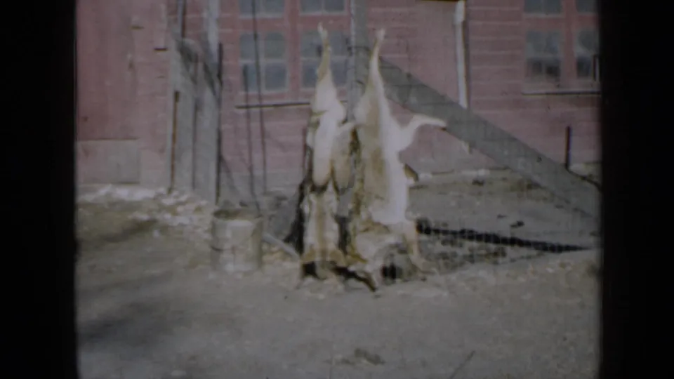 1958 Minnesota home-movie frame of two upside-down carcasses near a chain-link fence, bare trees, and a red brick house.