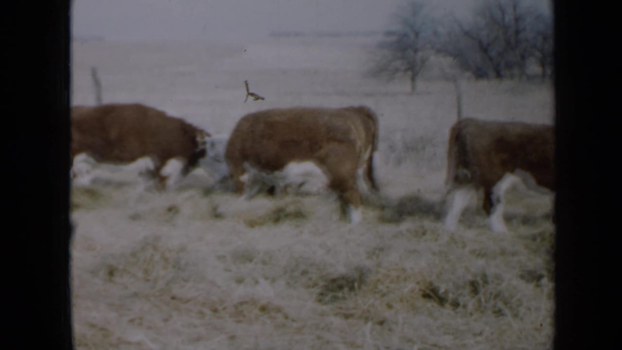 Several brown and white cattle walk through a snowy pasture behind dark frame edges.