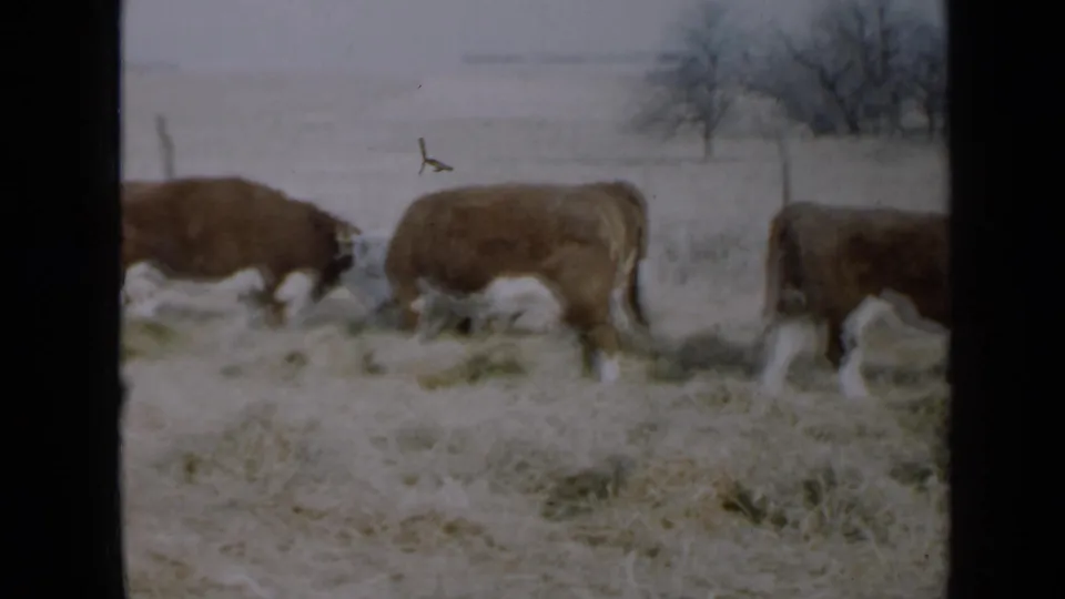 1958 Minnesota 8mm frame showing adult cattle moving across a snowy pasture with bare trees in the distance.